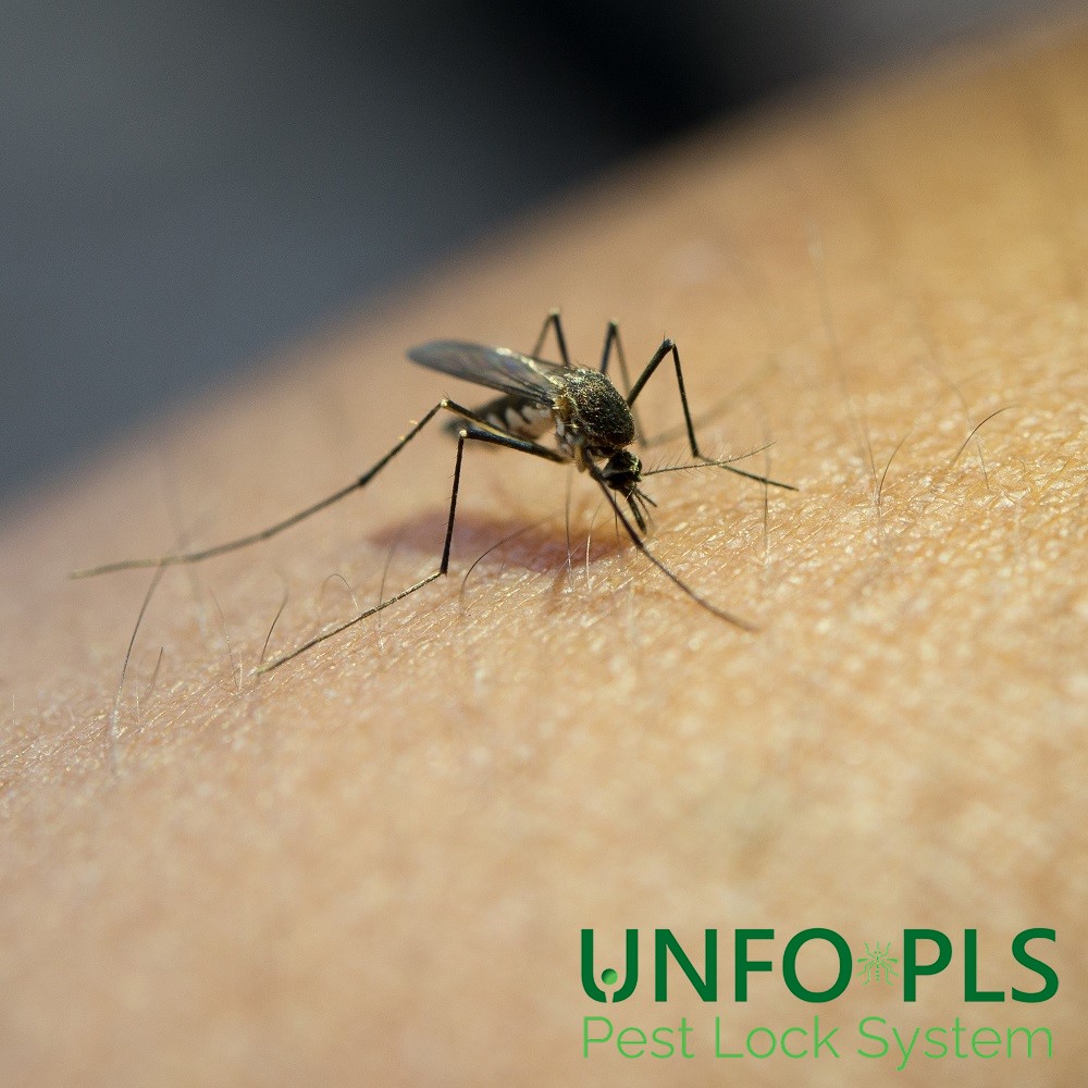 Il periodo di attività delle zanzare si sta allungando?