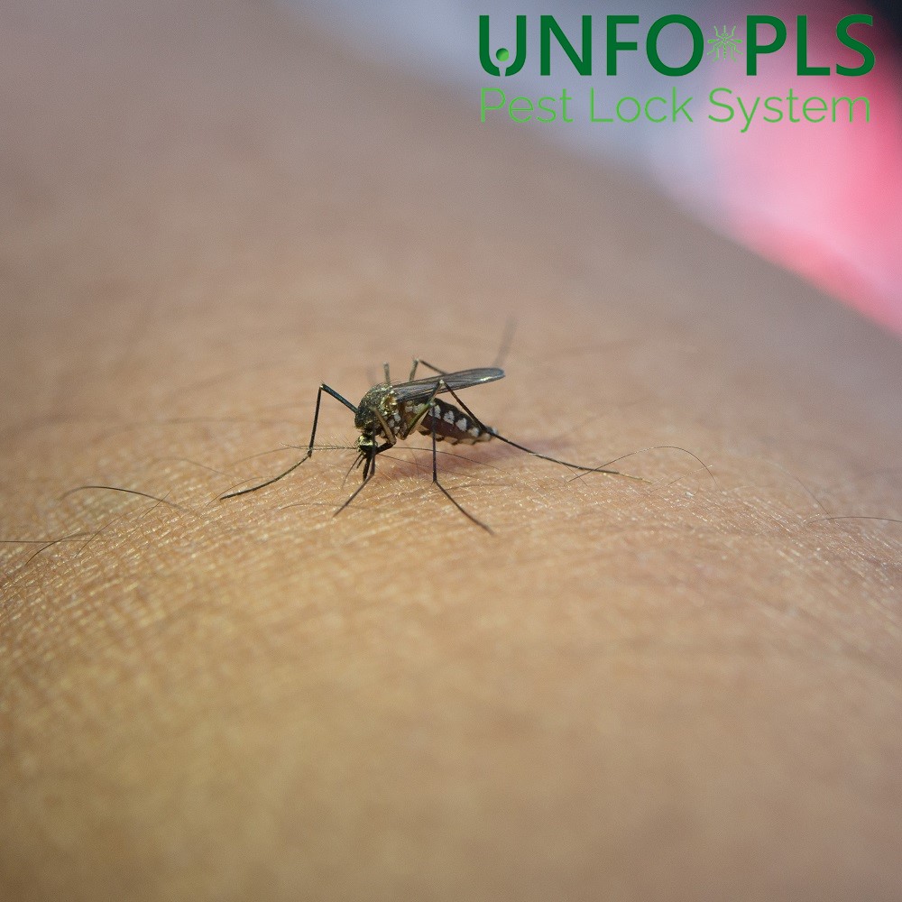 Prevenzione zanzare, come farla