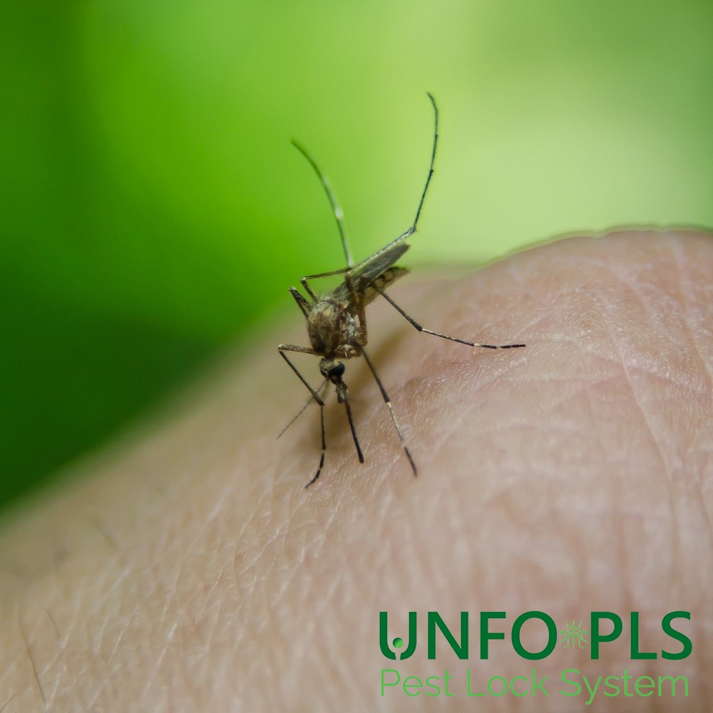 Epidemia di febbre dengue: c’è da preoccuparsi?