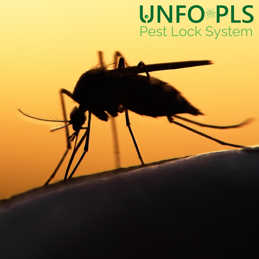 A cosa servono le zanzare in natura?